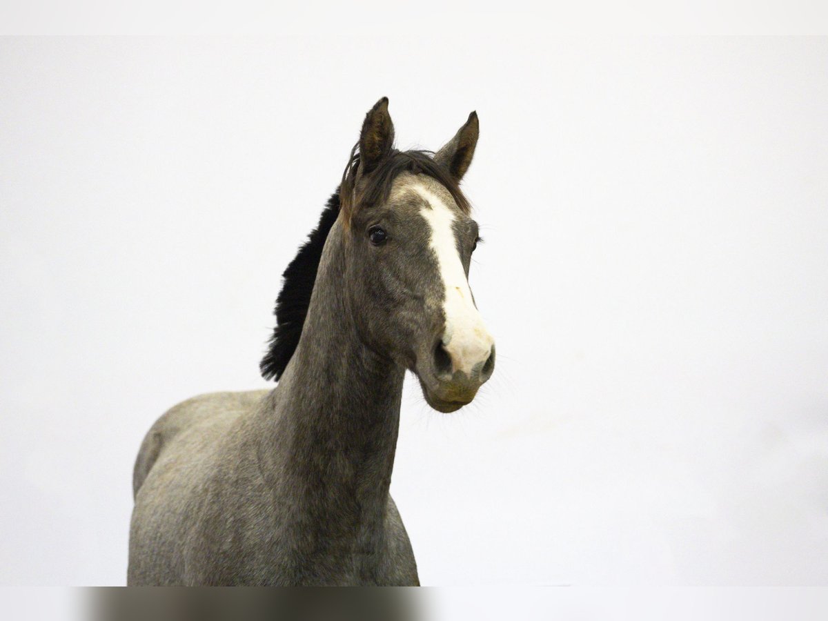 Belga Stallone 1 Anno 155 cm Grigio in Waddinxveen