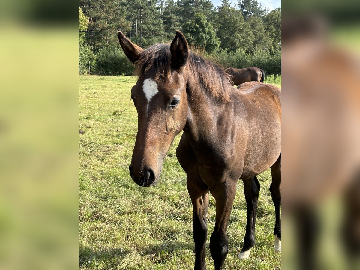 Belga Stallone 1 Anno Baio scuro in Neerglabbeek