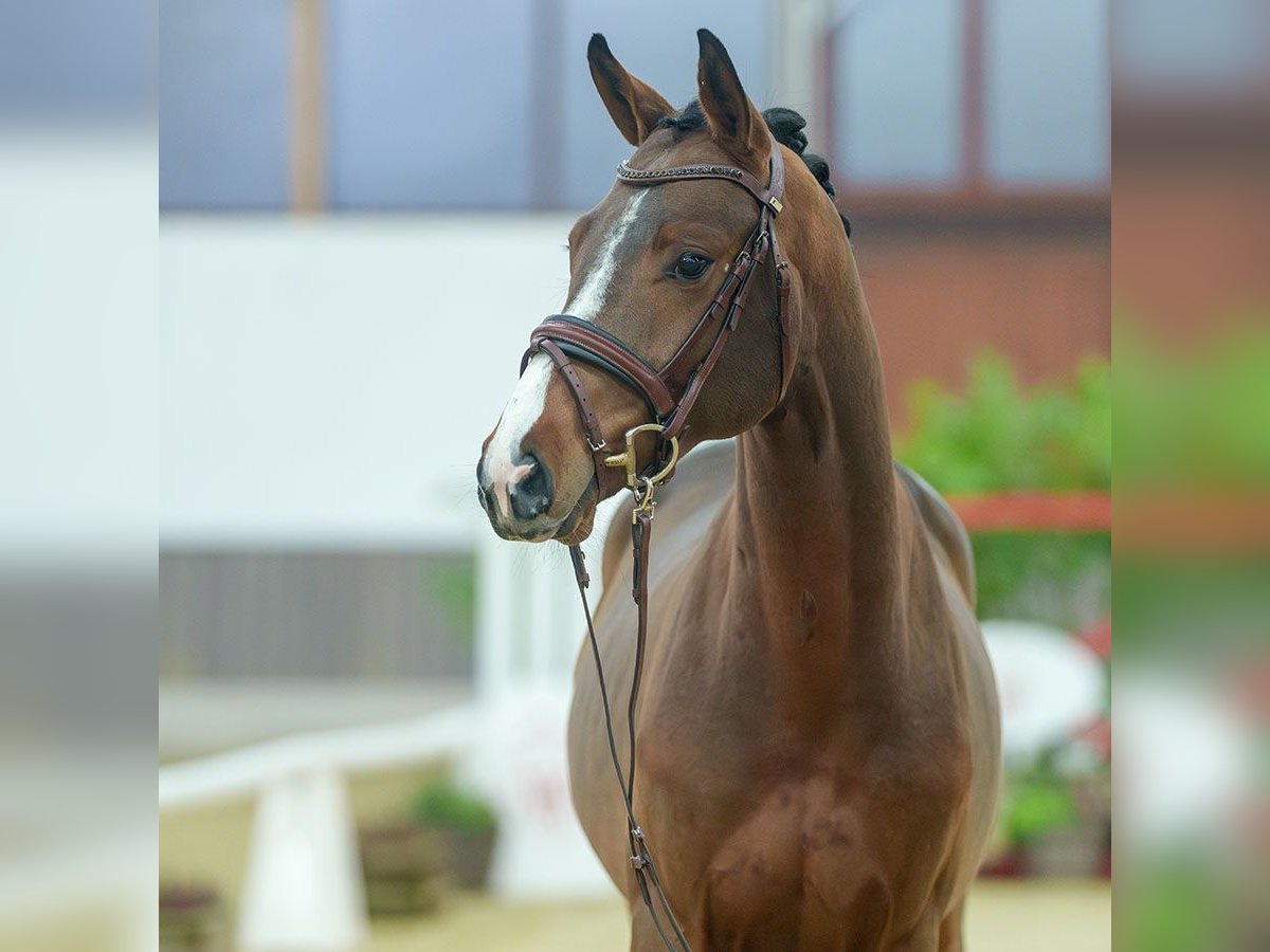 Belga Stallone 2 Anni Baio in Münster-Handorf