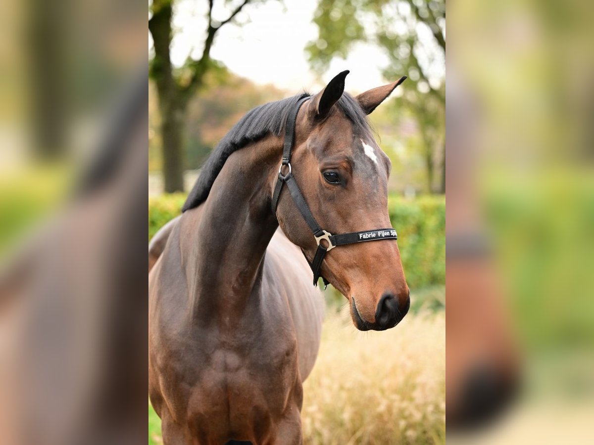 Belga Stallone 3 Anni 169 cm Baio scuro in Bladel