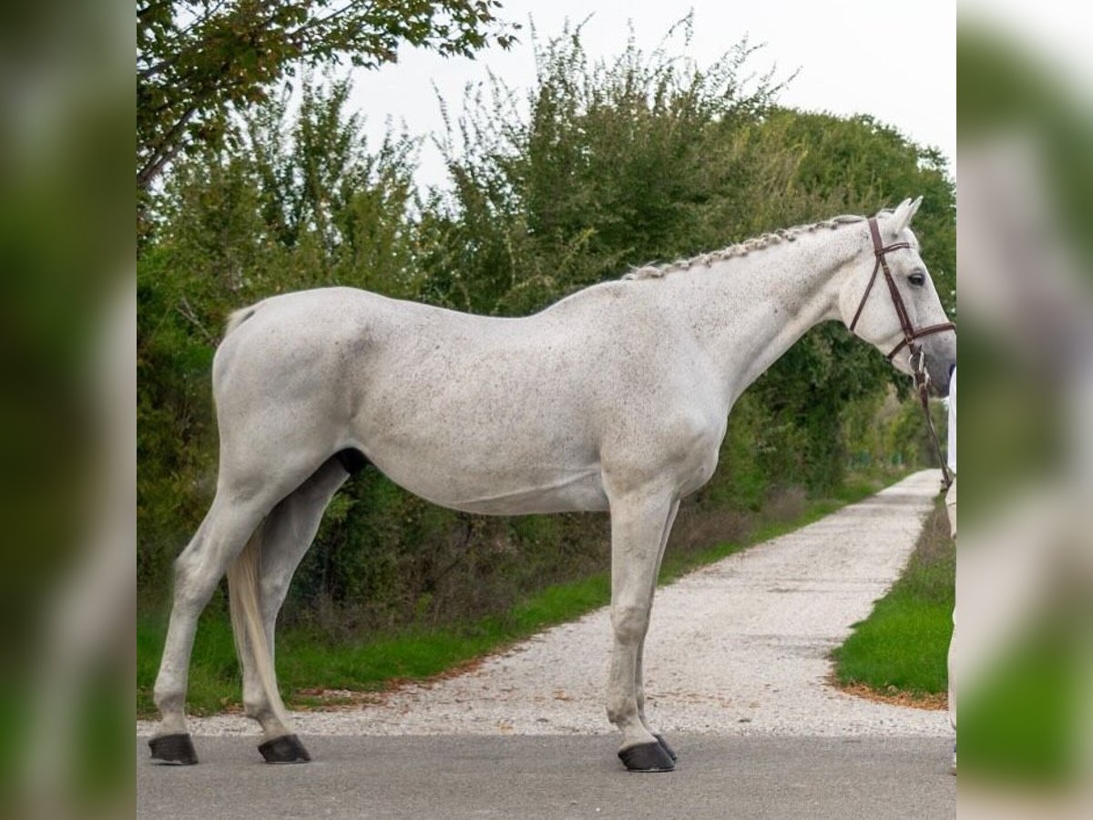 Belgian Draft Gelding 10 years 16 hh White in Oshkosh