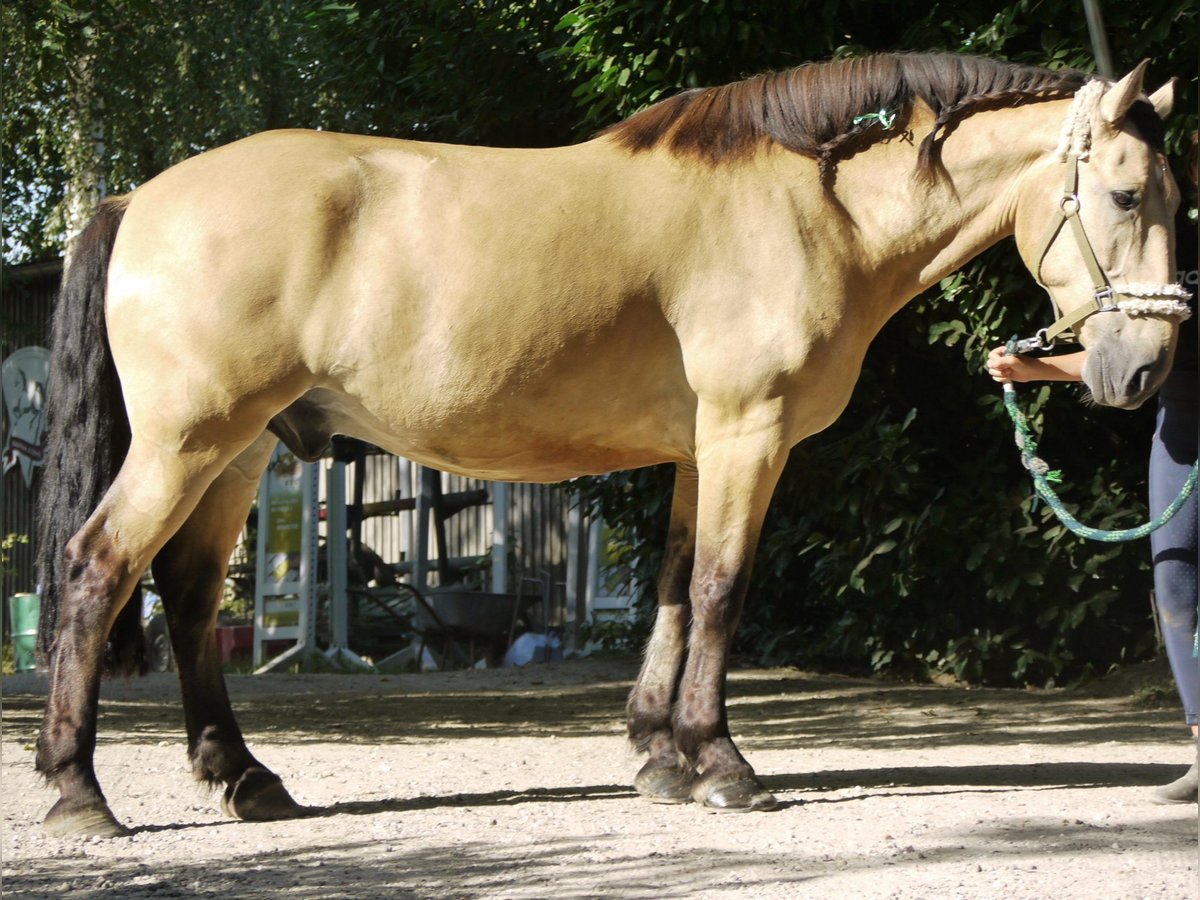 Belgian Draft Gelding 12 years 16,1 hh Dun in Leverkusen