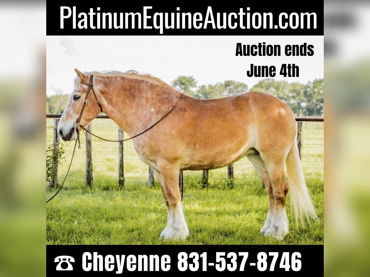 Belgian Draft Gelding 13 years 15,2 hh Sorrel in Weatherford TX