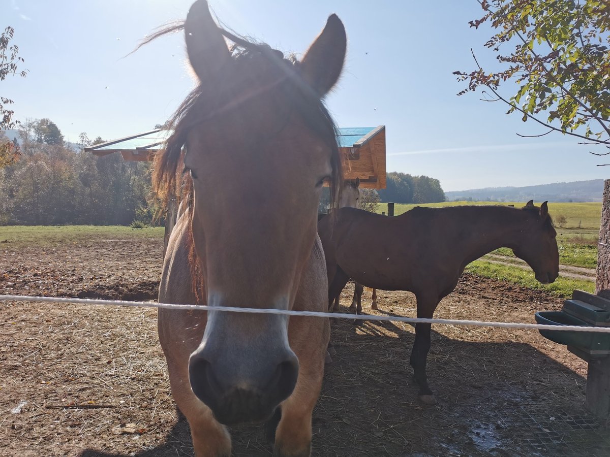 Belgian Draft Gelding 3 years 16,1 hh Brown in Blumau an der Wild