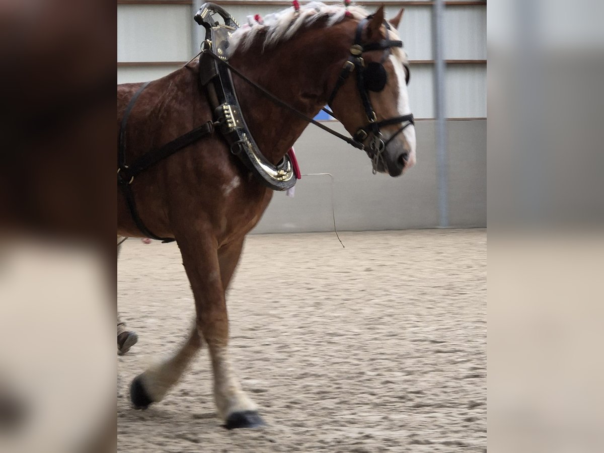 Belgian Draft Gelding 3 years 18 hh in Rosendahl