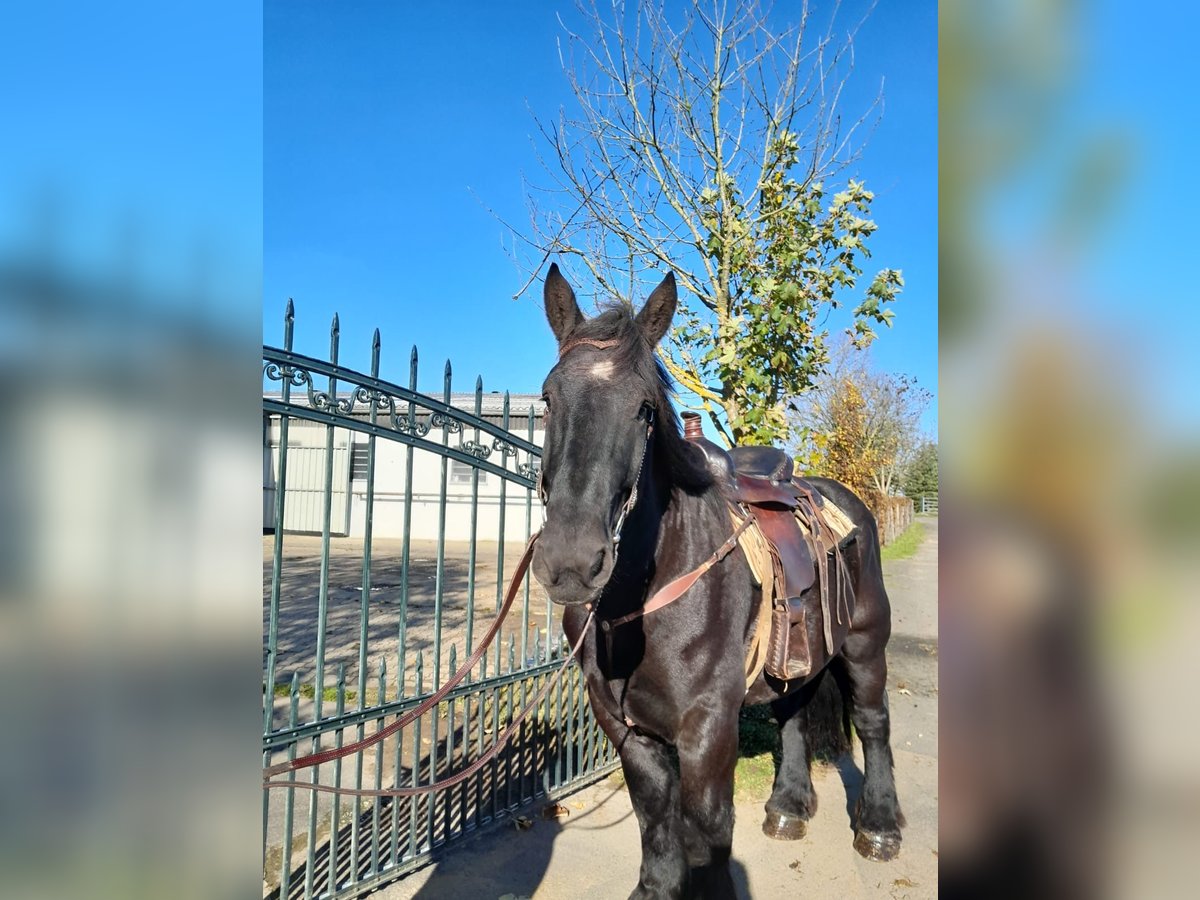 Belgian Draft Gelding 4 years 15,2 hh Black in Nettersheim