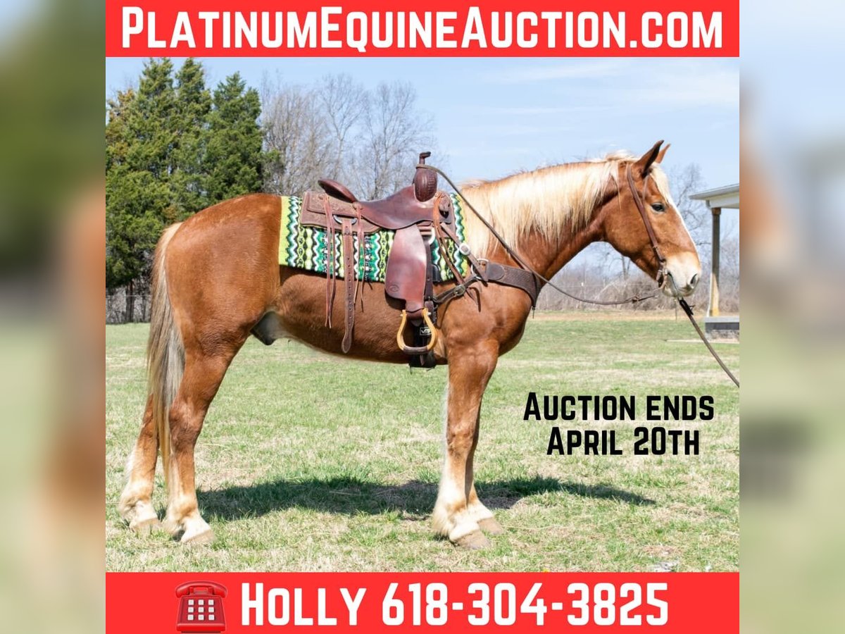 Belgian Draft Gelding 4 years 15,3 hh Chestnut in Greenville KY