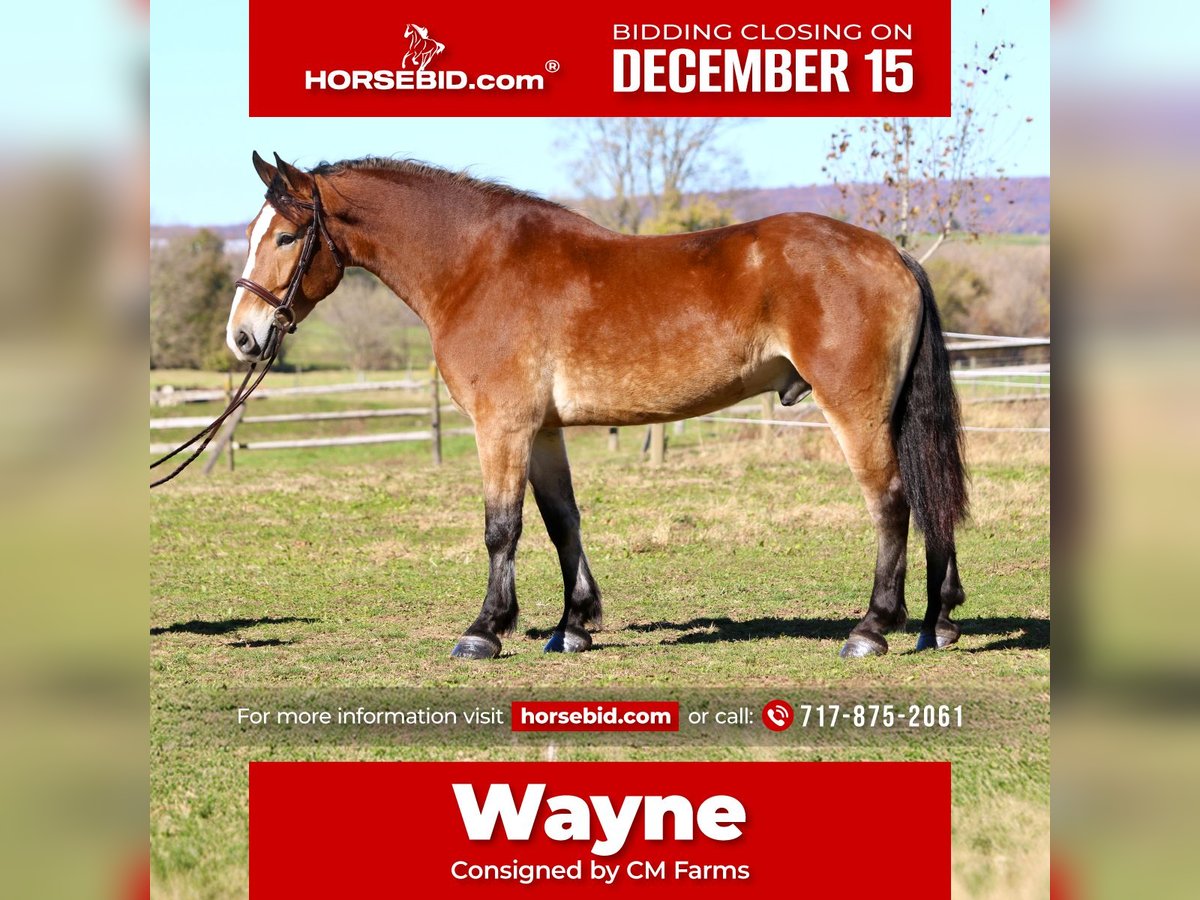 Belgian Draft Mix Gelding 4 years 16 hh Bay in Gap