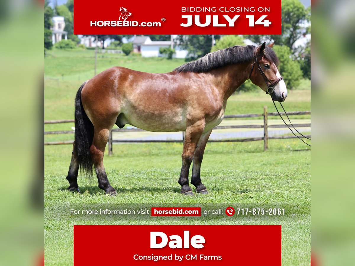 Belgian Draft Mix Gelding 4 years 16,1 hh Bay in Gap, PA