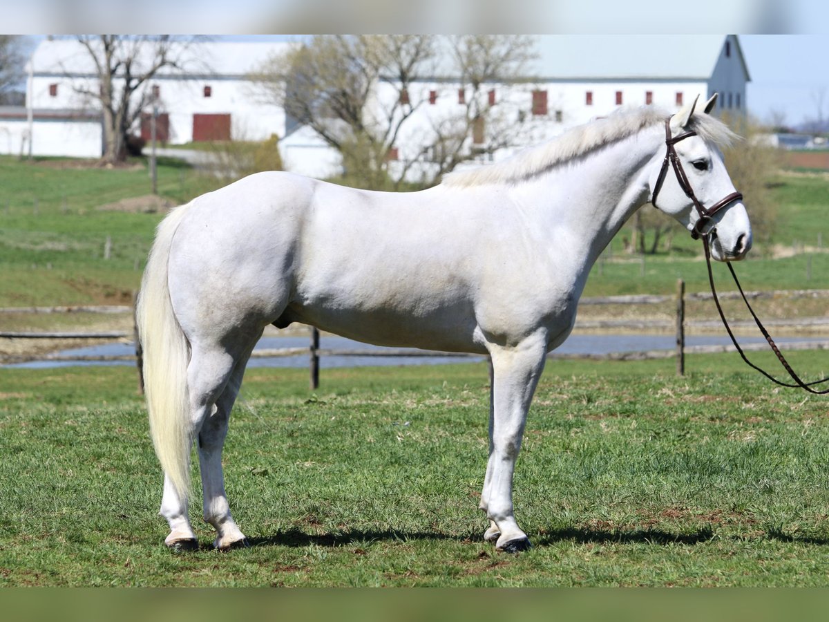 Belgian Draft Gelding 5 years 16 hh Gray in Gap