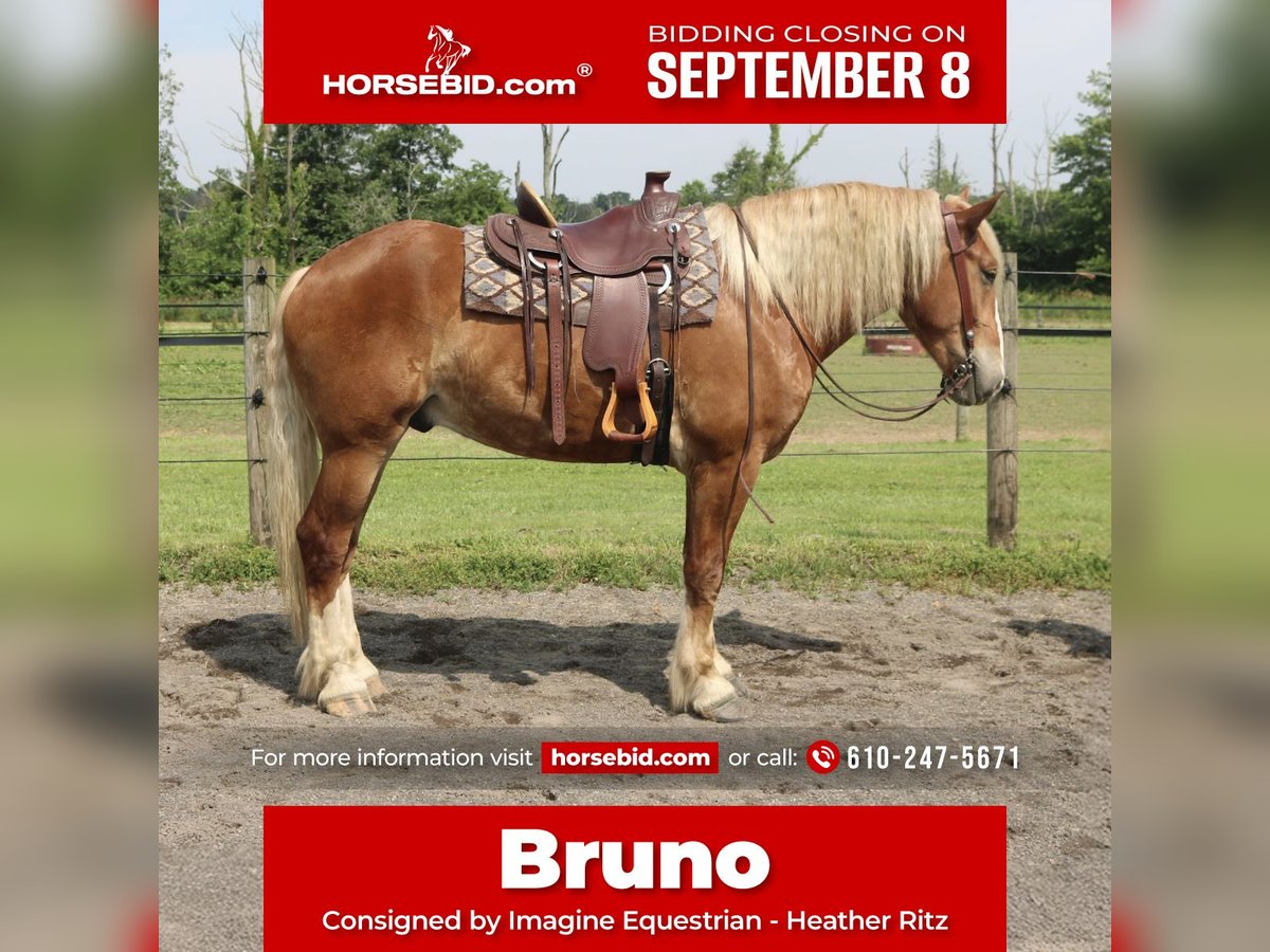 Belgian Draft Mix Gelding 5 years 16,2 hh Sorrel in Perkasie