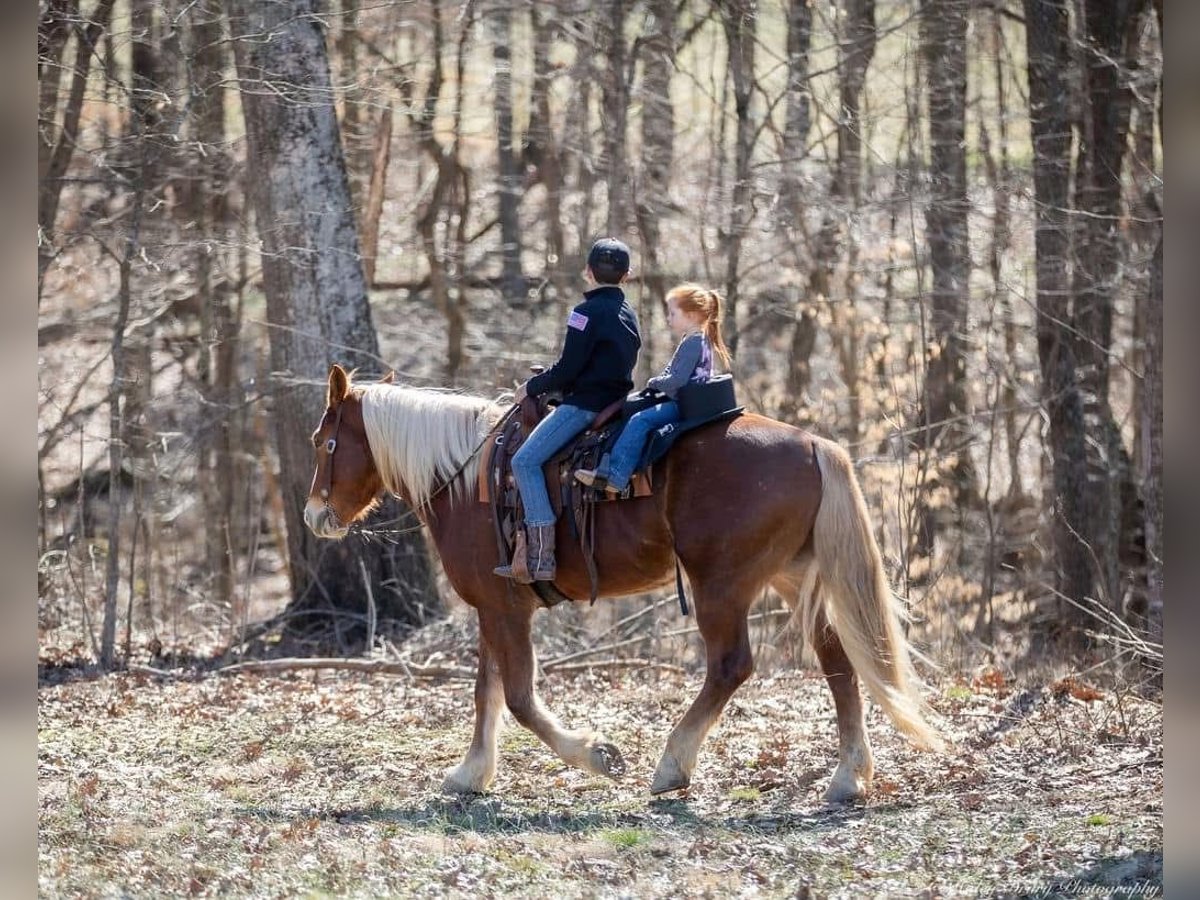 Belgian Draft Mix Gelding 6 years 16 hh Bay in Fort Worth Texas