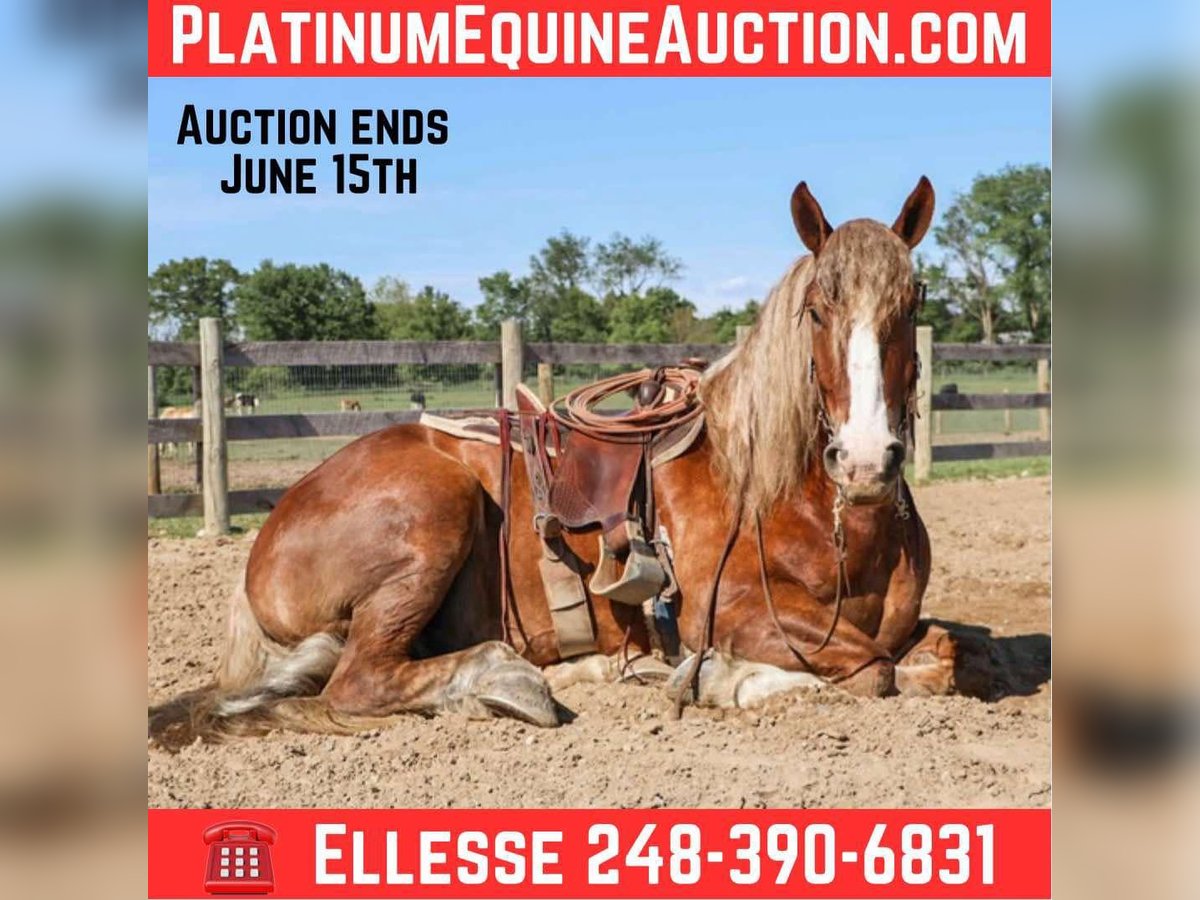 Belgian Draft Gelding 6 years 16,3 hh Chestnut in Howell