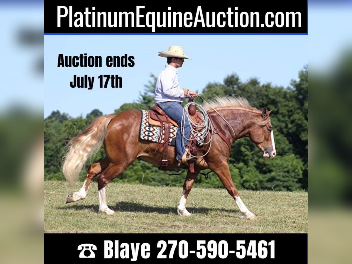 Belgian Draft Gelding 8 years 15,1 hh Overo-all-colors in Austin TX