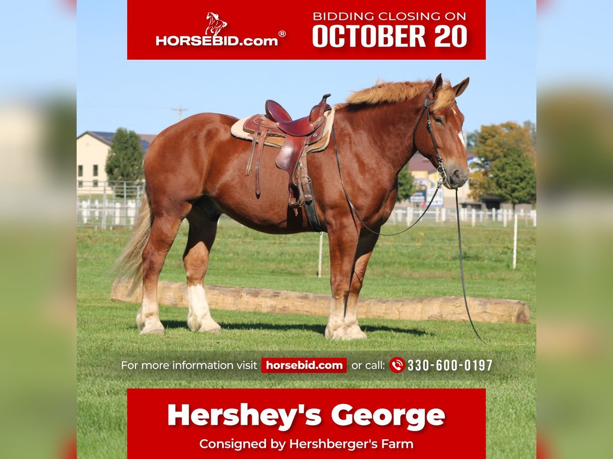 Belgian Draft Gelding 8 years 17,3 hh Sorrel in Millersburg