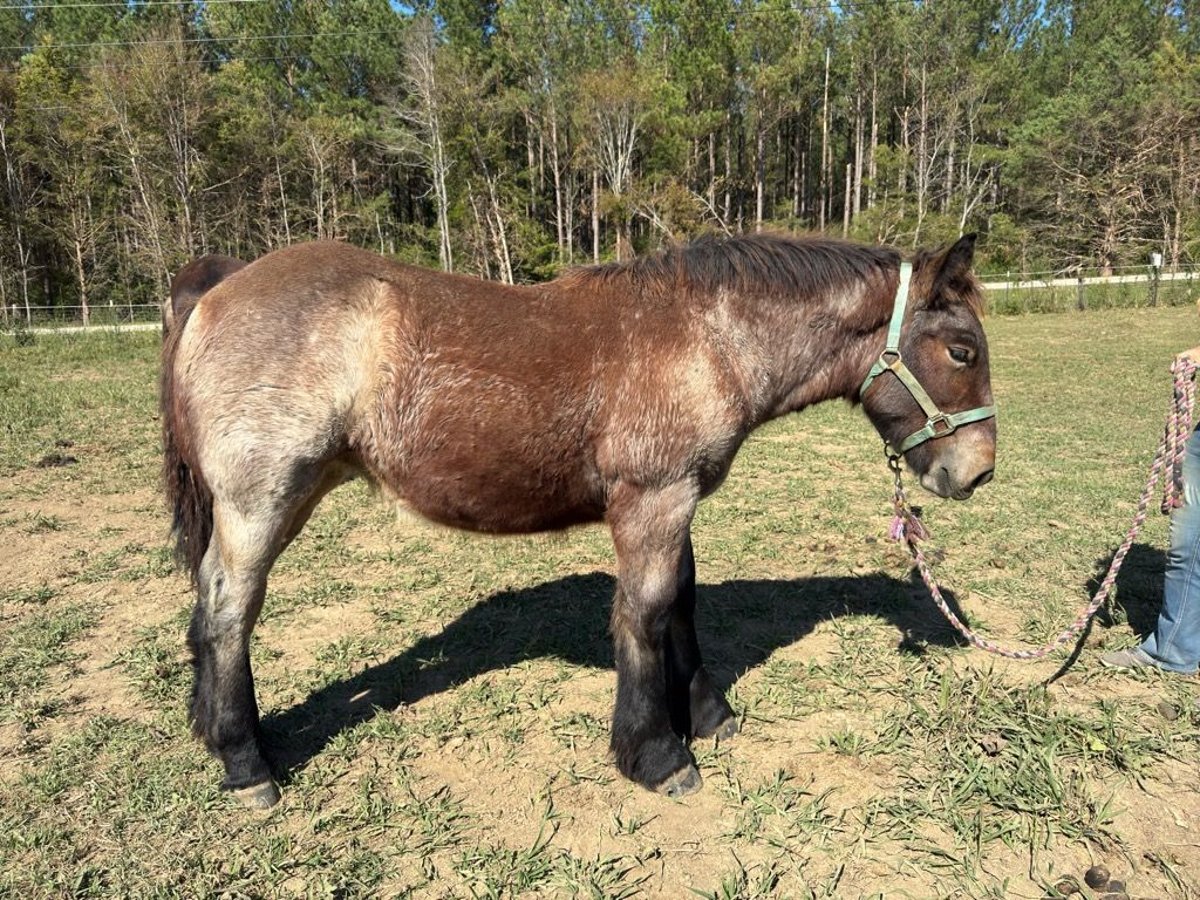 Belgian Draft Gelding Foal (05/2024) 13 hh Roan-Bay in Mc Cormick