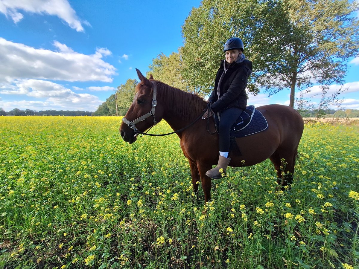 Belgian Draft Mix Mare 19 years 15,2 hh Chestnut-Red in Coesfeld