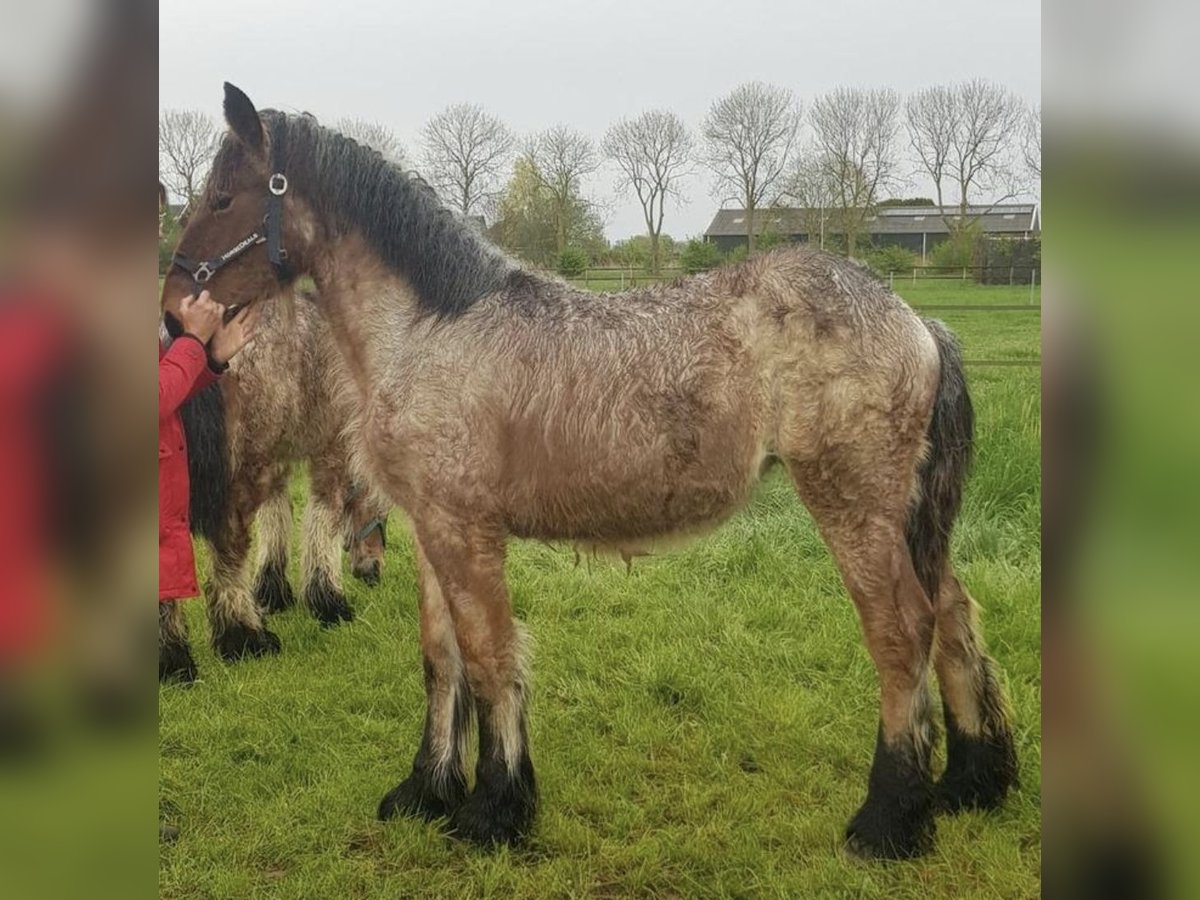 Belgian Draft Mare 1 year Gray-Red-Tan in Wijk en Aalburg Belgian Draft Mare 1 year Gray-Red-Tan in Wijk en Aalburg