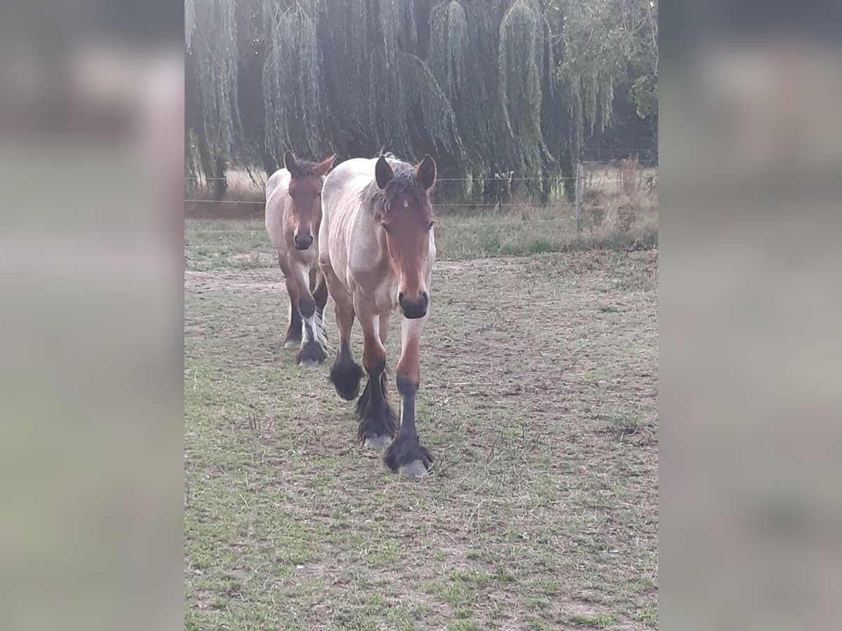 Belgian Draft Mare 1 year Roan-Bay in Kerkdriel