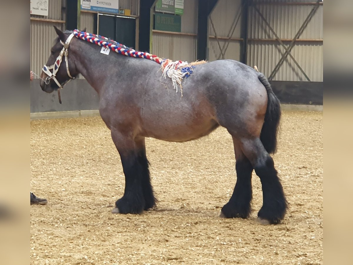 Belgian Draft Mare 3 years 16,1 hh Roan-Bay in Kerkdriel