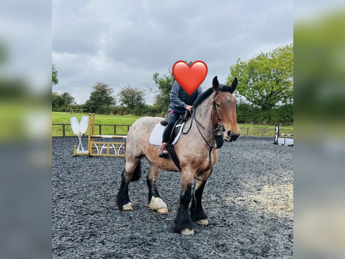 Belgian Draft Mare 4 years 15,1 hh Roan-Bay in Melton Mowbray