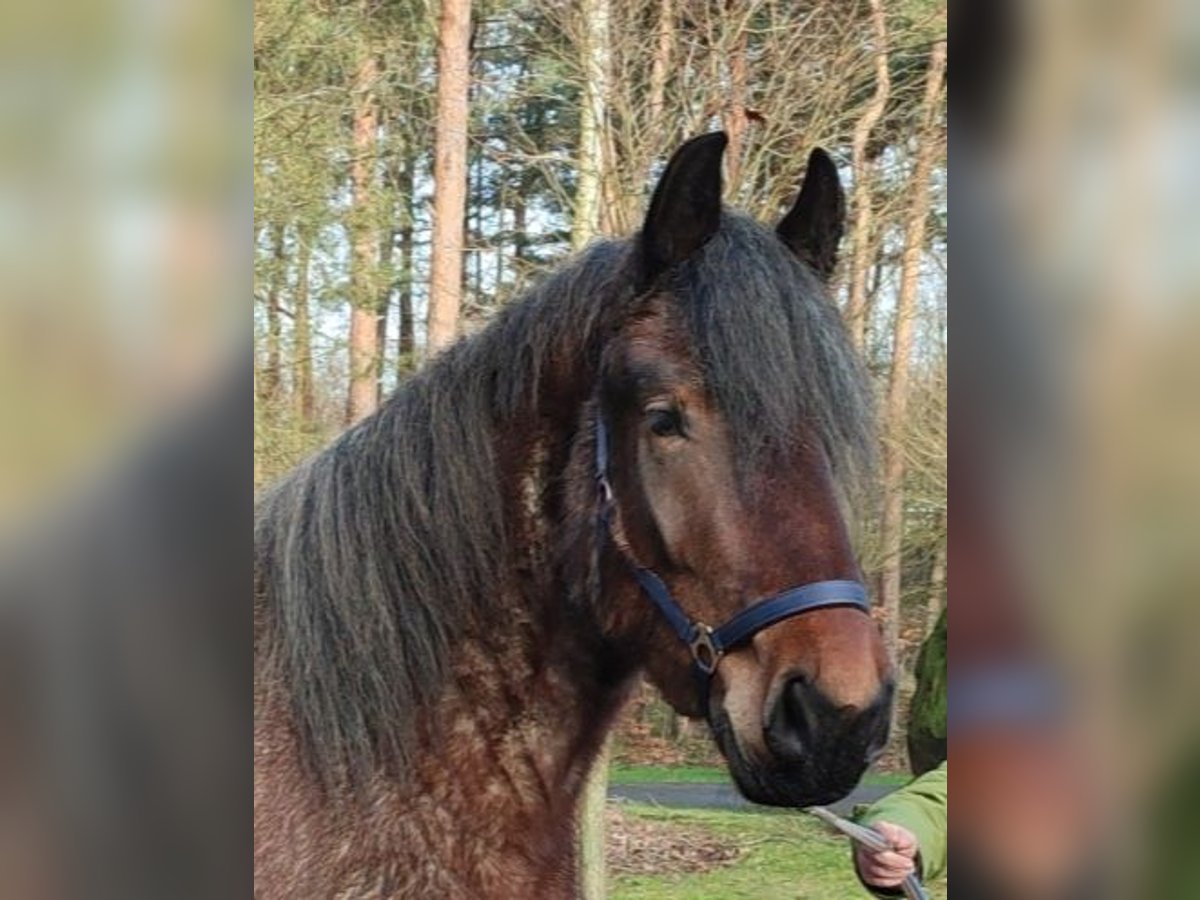 Belgian Draft Mare 4 years 16 hh Gray-Red-Tan in Recke