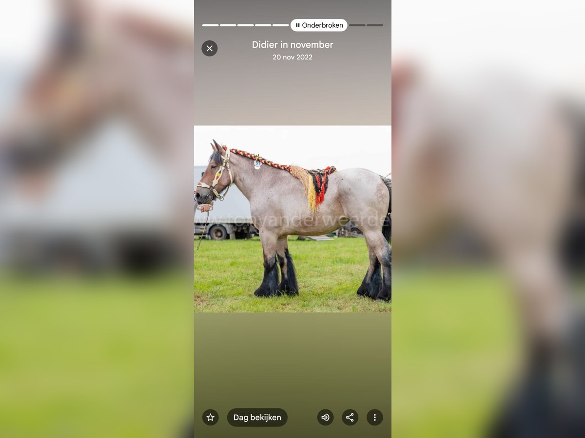 Belgian Draft Mare 7 years 16,3 hh Roan-Bay in Assenede Oosteeklo