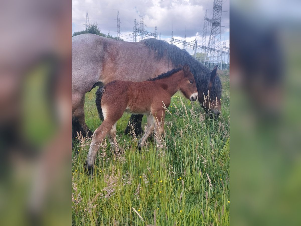 Belgian Draft Mare  Can be white in Oosteeklo