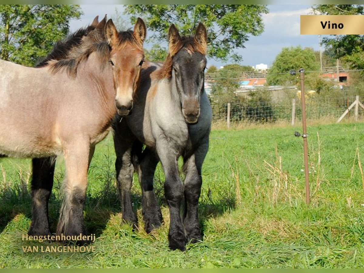 Belgian Draft Mare Foal (05/2024) Gray-Blue-Tan in Denderbelle