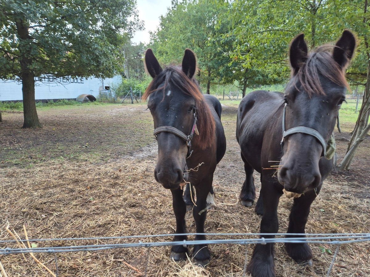 Belgian Draft Stallion 1 year 16,1 hh Black in Haacht