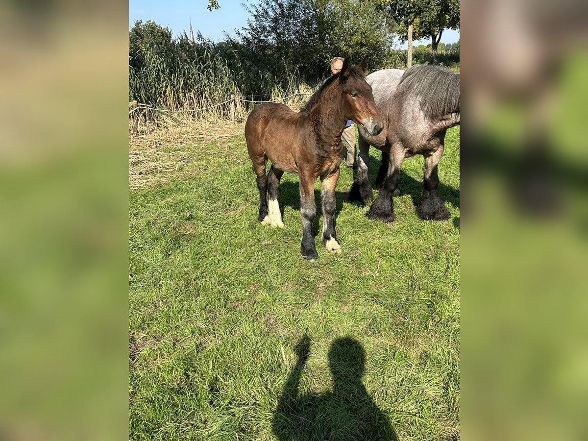 Belgian Draft Stallion 1 year Brown in Veghell