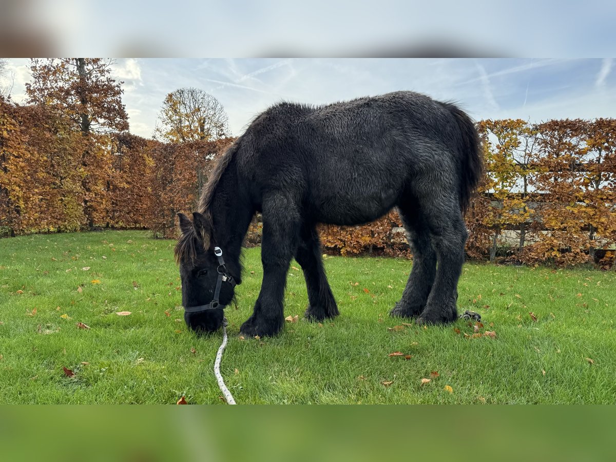 Belgian Draft Stallion 1 year in Schelle