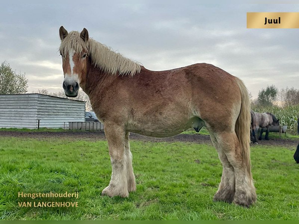 Belgian Draft Stallion 2 years Chestnut in Denderbelle