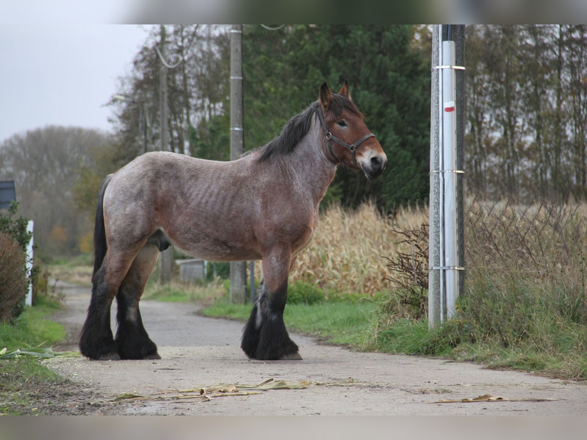 Belgian Draft Stallion 2 years in Herdersem