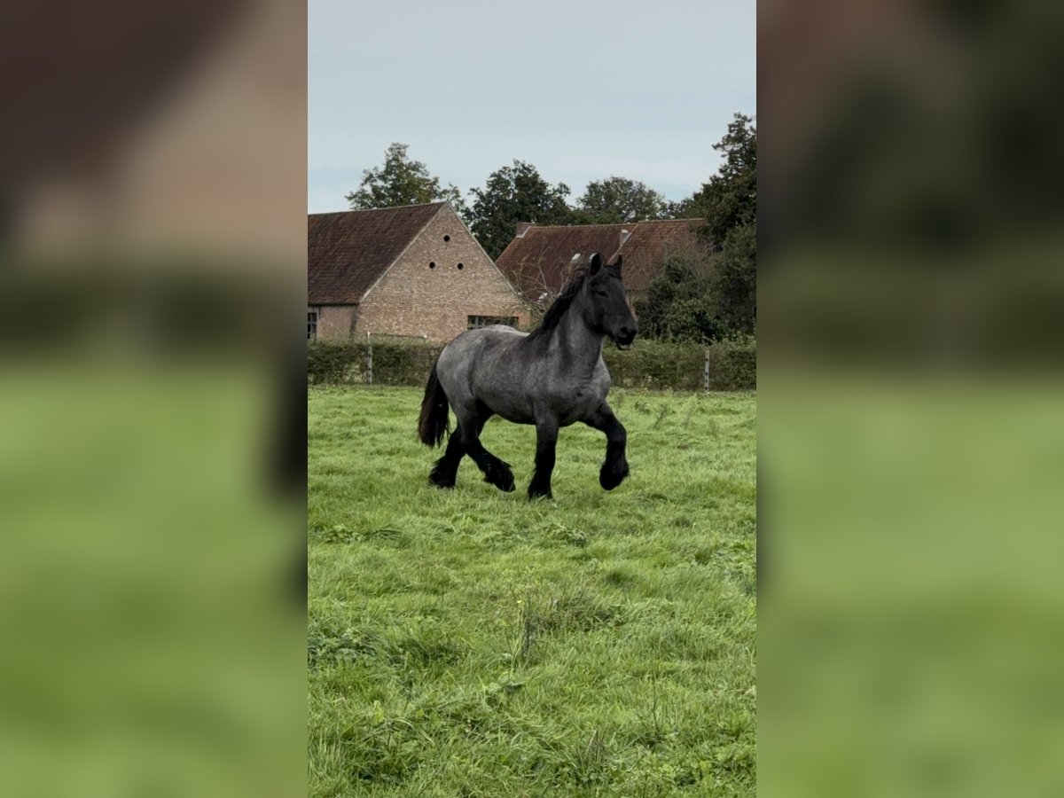 Belgian Draft Stallion 3 years Gray-Blue-Tan in Schelle