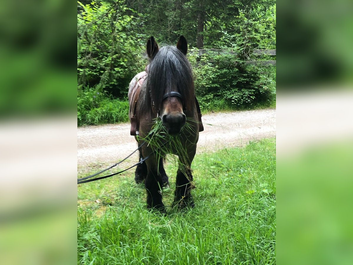 Belgian Draft Stallion 5 years 16,2 hh Brown in Telfs