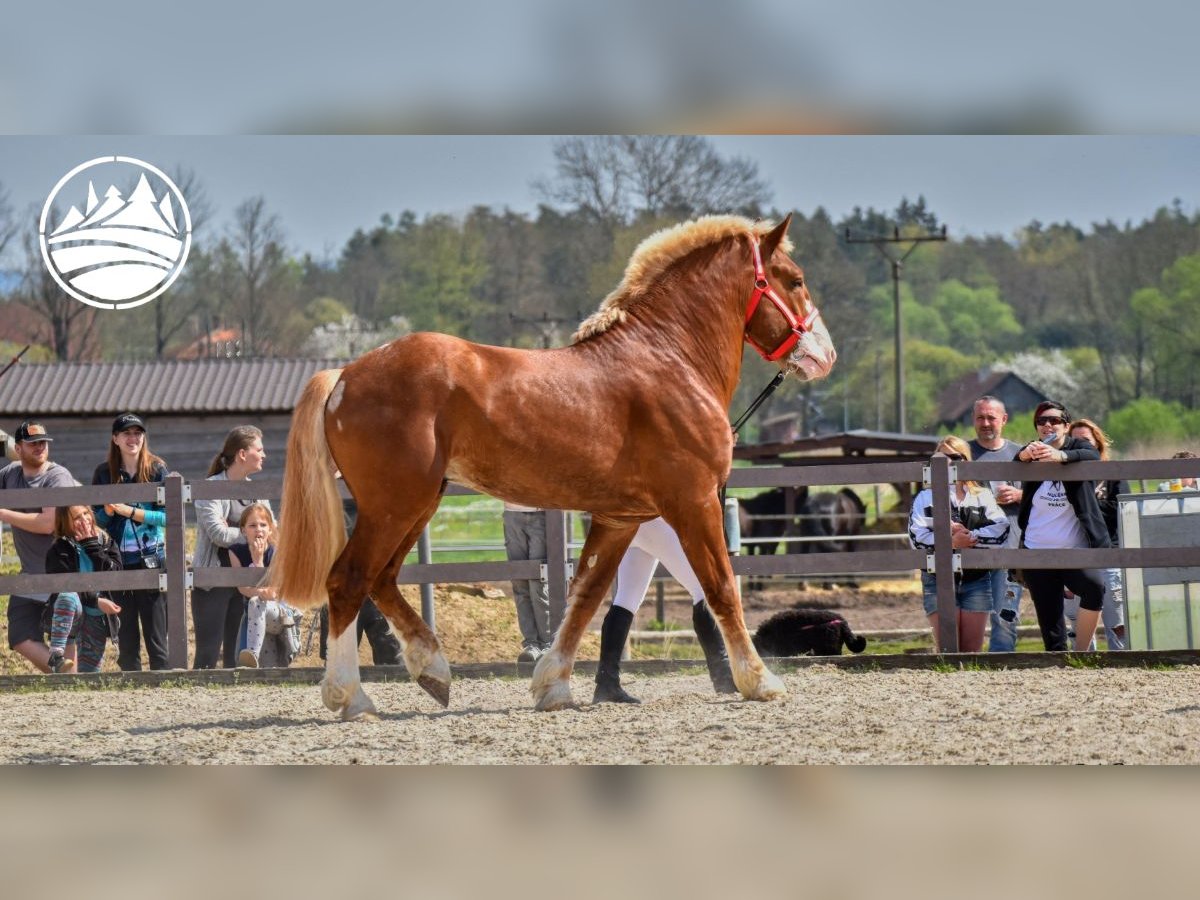 Belgian Draft Stallion 5 years in Pukanec Belgian Draft Stallion 5 years in Pukanec