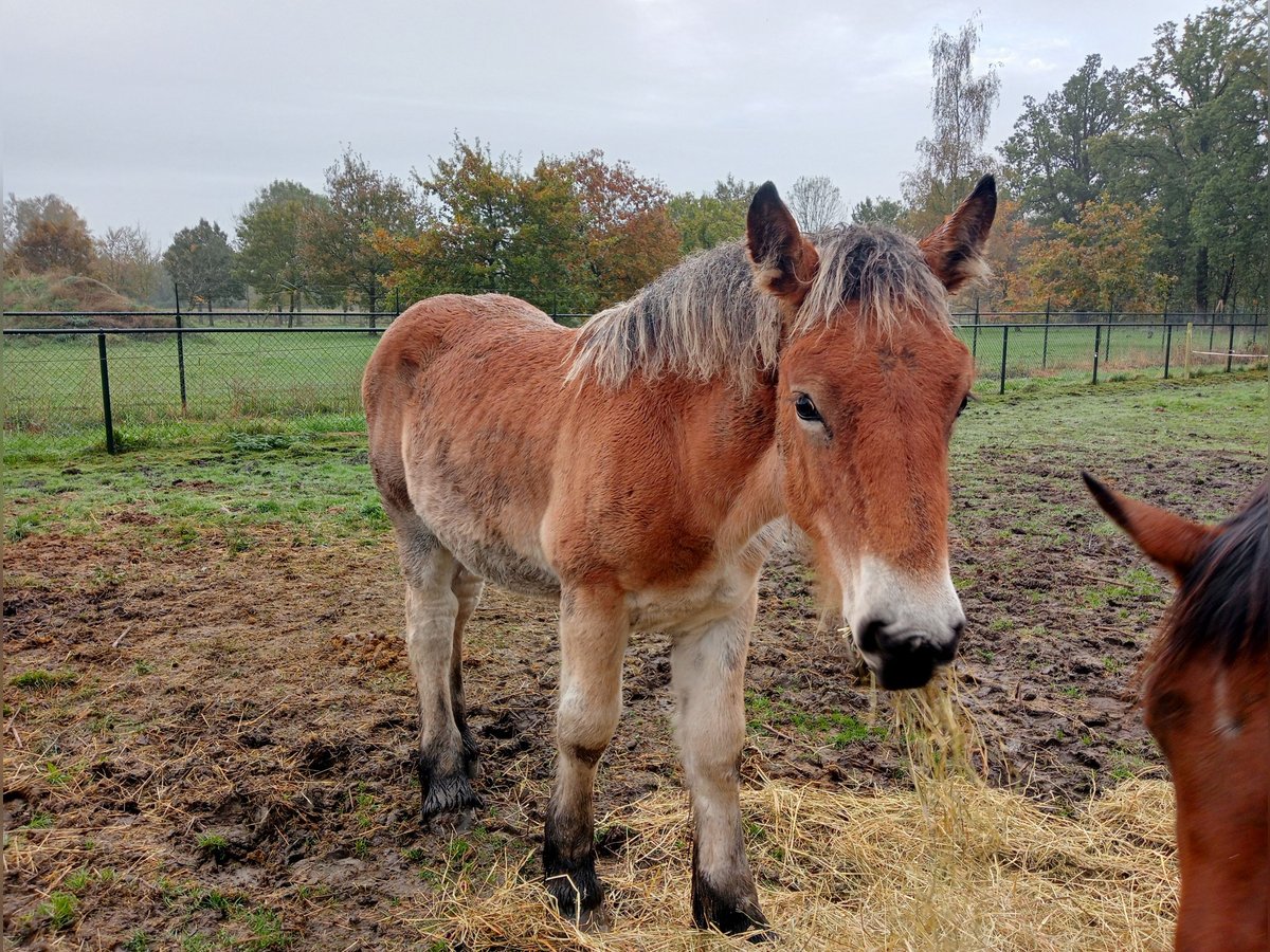 Belgian Draft Stallion Foal (05/2024) 16,2 hh Brown in Schijndel