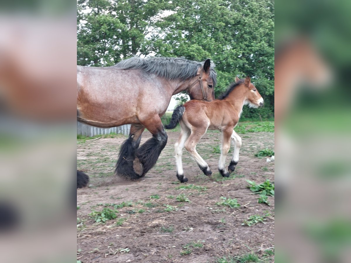 Belgian Draft Stallion  Can be white in Oosteeklo