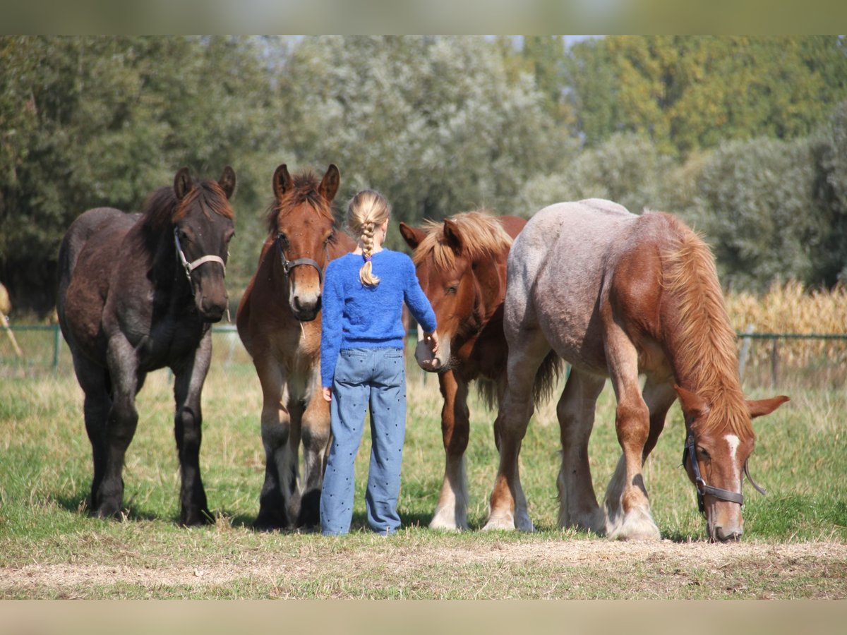 Belgian Draft Stallion Foal (01/2025) in Herdersem