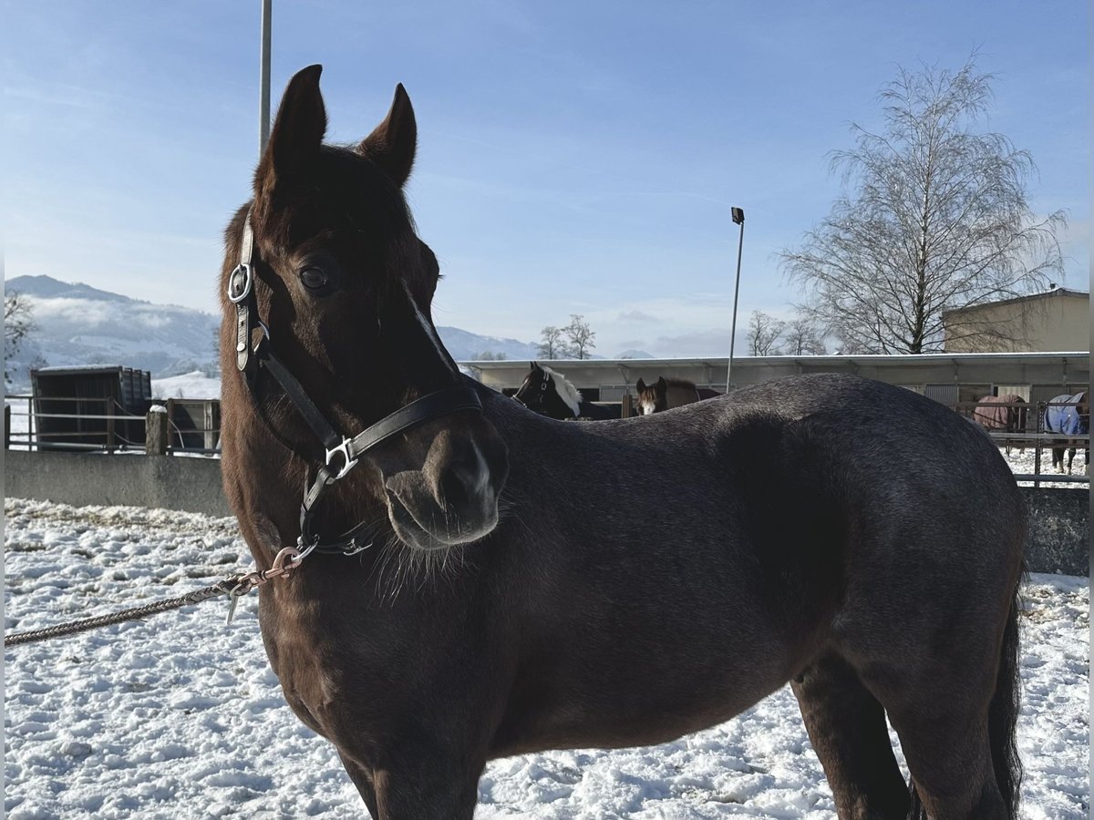 Belgian Riding Pony Gelding 10 years 14,2 hh Brown Falb mold in Tuggen