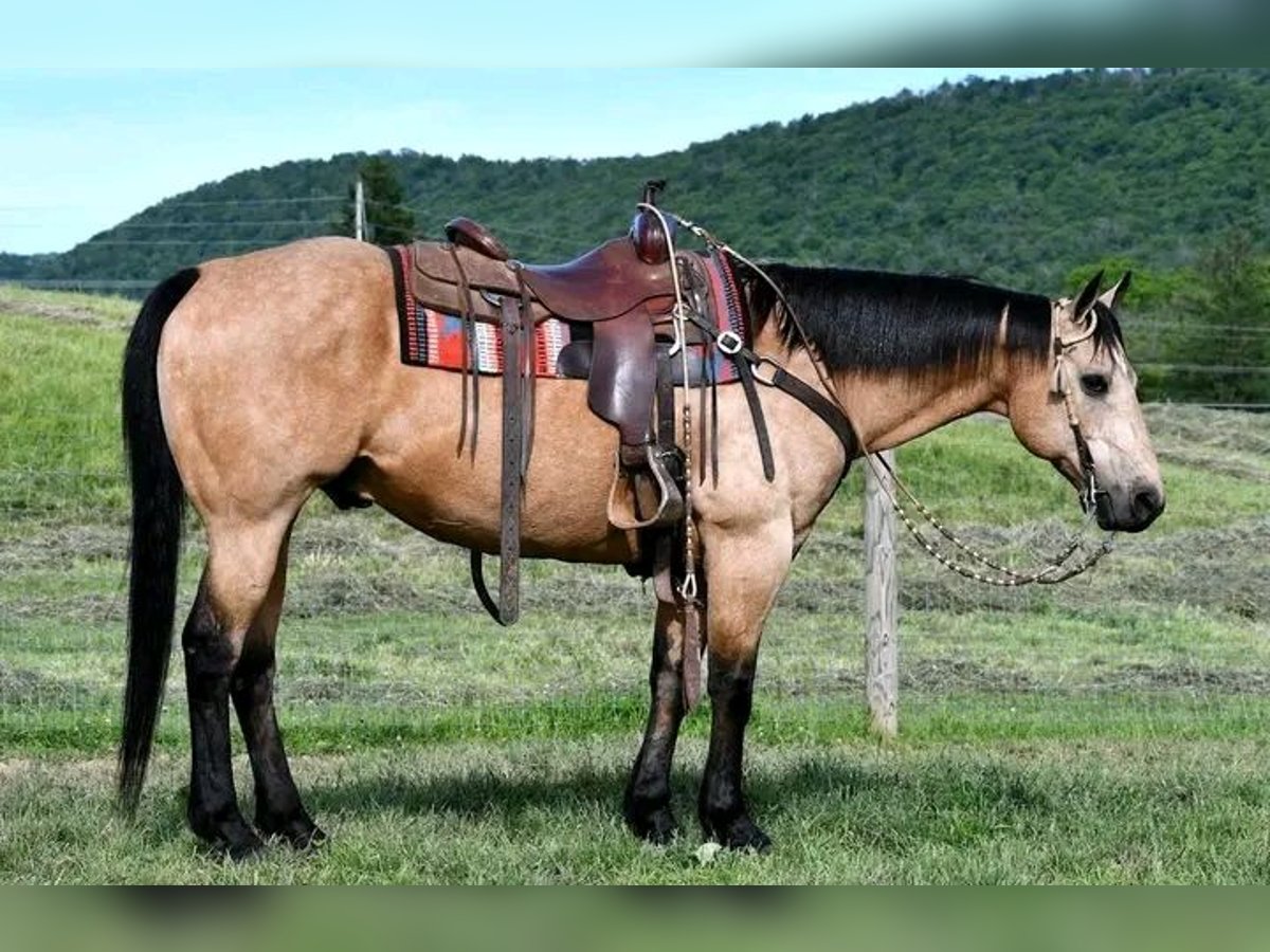 Belgian Riding Pony Gelding 10 years 14,2 hh Buckskin in Houston