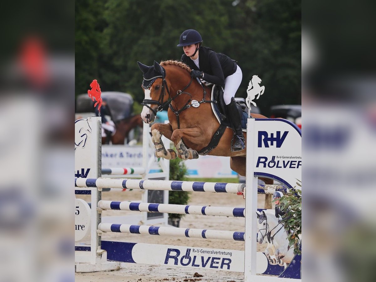 Belgian Riding Pony Gelding 11 years 14,2 hh Chestnut-Red in Münster