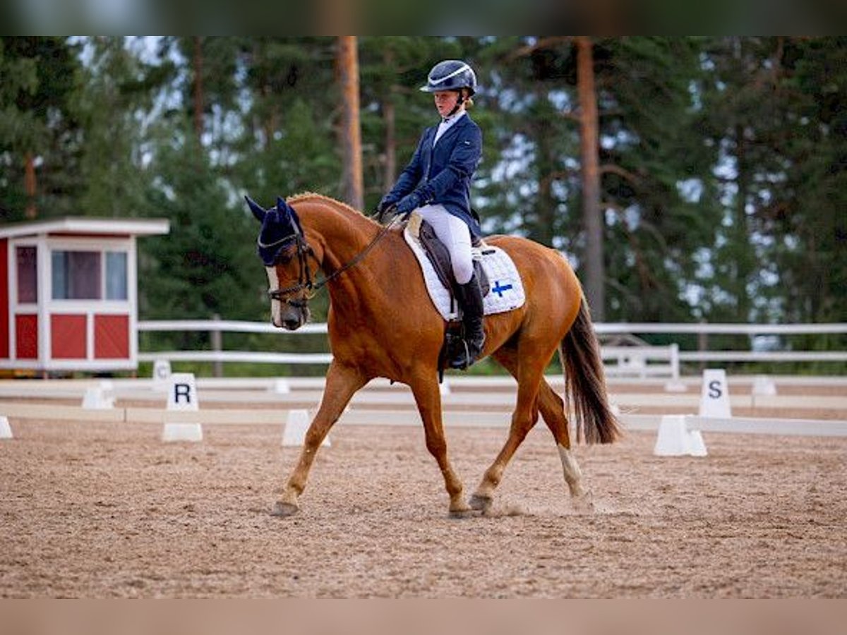 Belgian Riding Pony Gelding 12 years 14,2 hh Chestnut-Red in Warendorf