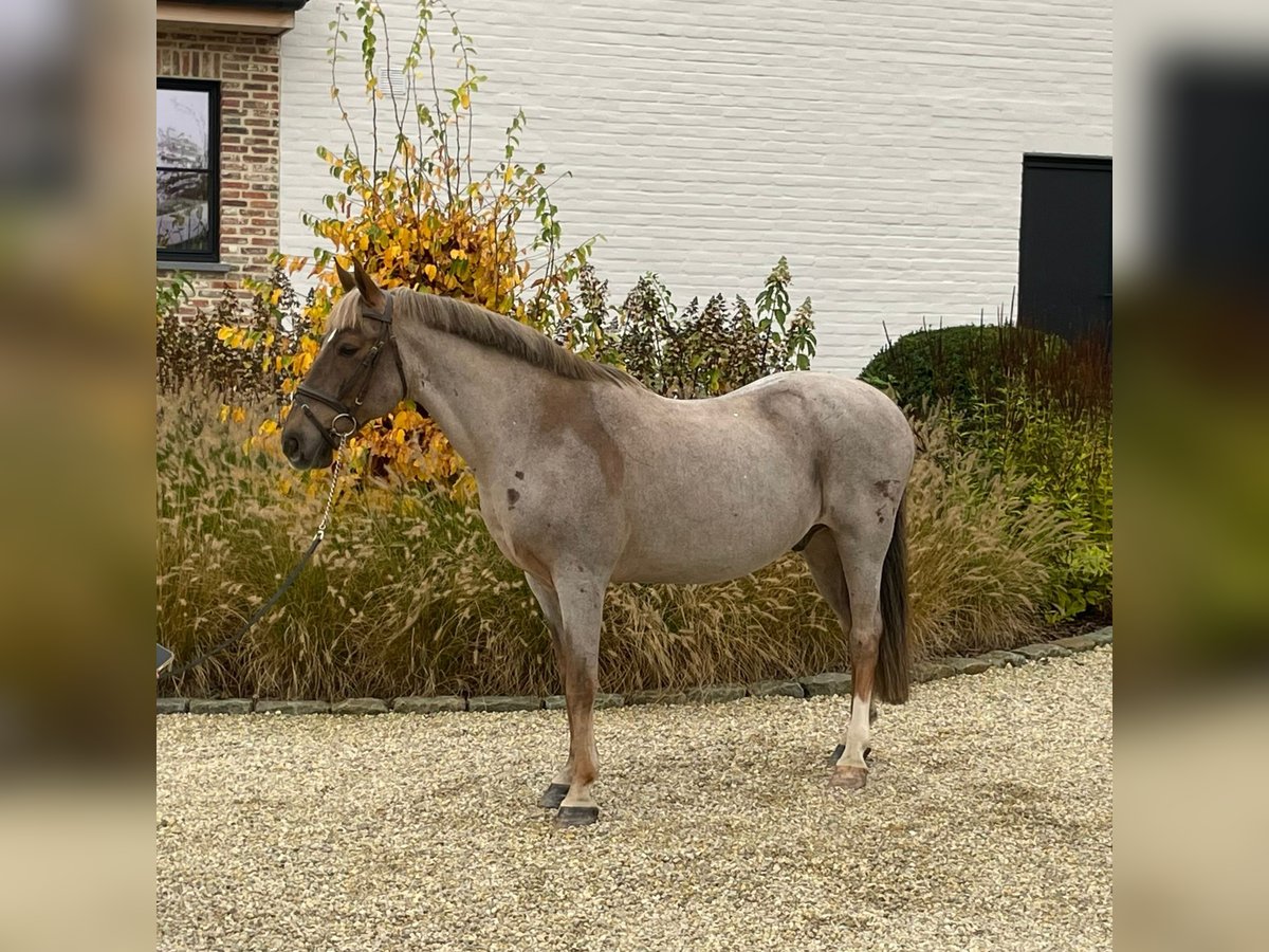 Belgian Riding Pony Gelding 17 years 14,1 hh Roan-Red in Sint-Katherina-Lombeek