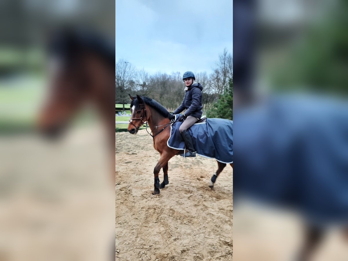 Belgian Riding Pony Gelding 20 years 14,2 hh Brown in Overpelt