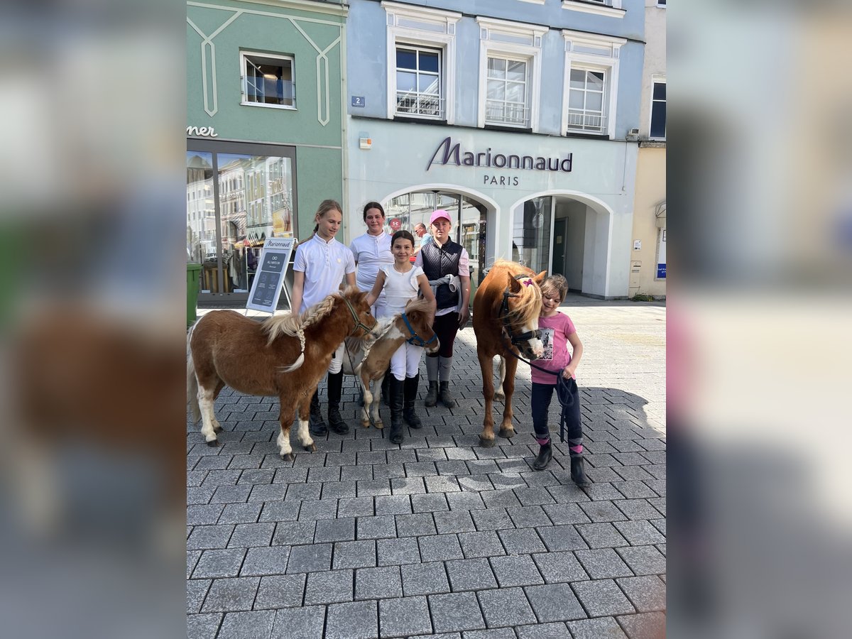 Belgian Riding Pony Gelding 2 years 7,3 hh Brown-Light in Uttendorf