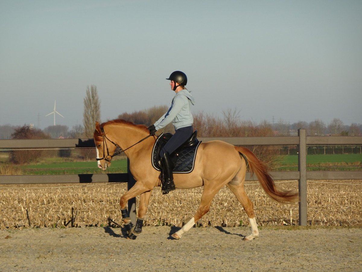 Belgian Riding Pony Gelding 5 years 14,1 hh Chestnut-Red in Poperinge
