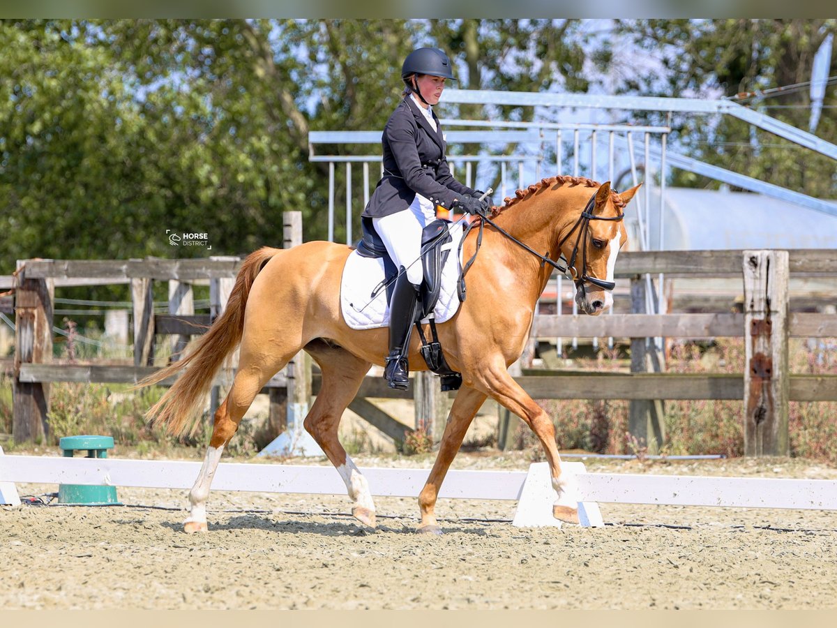 Belgian Riding Pony Gelding 5 years 14,1 hh Chestnut-Red in Poperinge