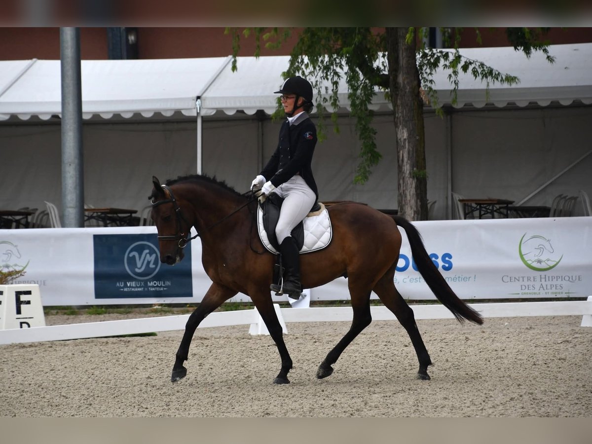 Belgian Riding Pony Gelding 5 years 14,2 hh Brown in Feurs